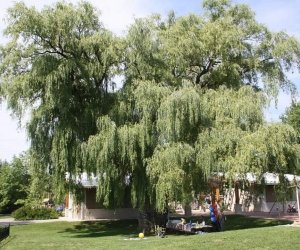 coronation-Coronation-Village